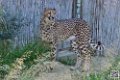 guepard_7080