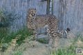 guepard_7081