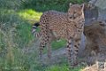 guepard_7089