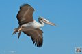 pelican_6897