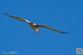 pelican_6906