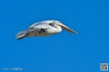 pelican_6911