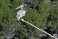 pelican_6923