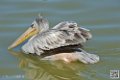 pelican_6924