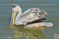 pelican_6925
