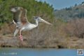 pelican_6929