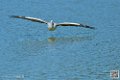 pelican_6932