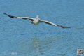 pelican_6933