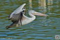 pelican_6936