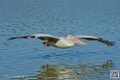 pelican_6938
