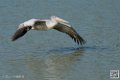 pelican_7038