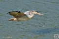 pelican_7039