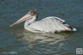 pelican_7041
