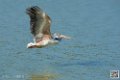 pelican_7042