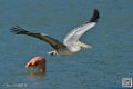 pelican_7044