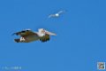 pelican_7049