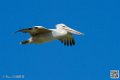 pelican_7050
