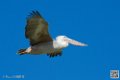 pelican_7051