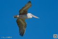 pelican_7052