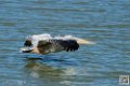 pelican_7053