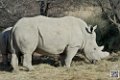 rhinoceros-blanc_6762