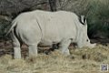 rhinoceros-blanc_6766