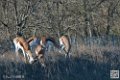 springboks_6716