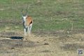 springboks_6730
