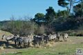 zebre_6785