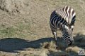 zebre_6789