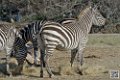 zebre_6790