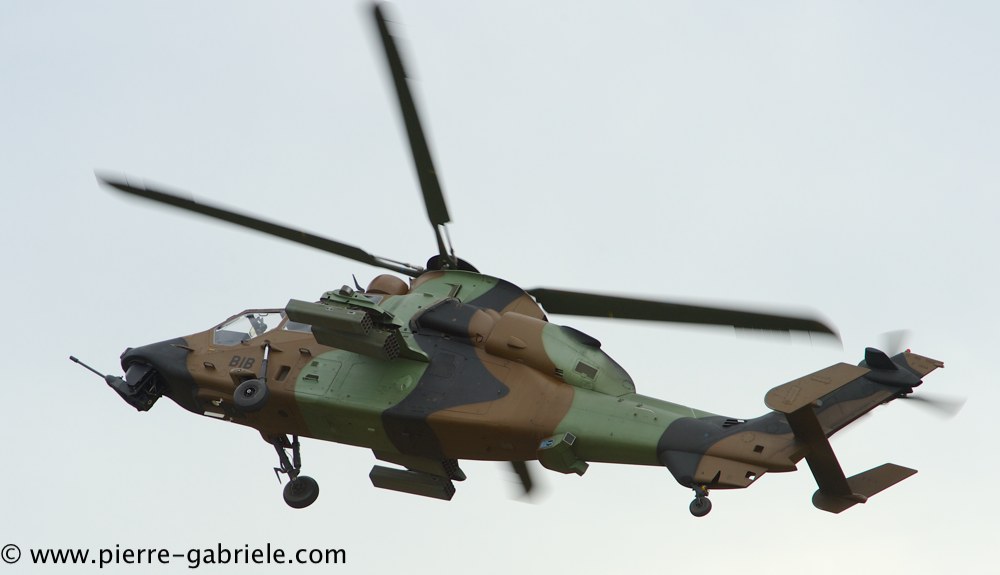 tigre_4237.jpg