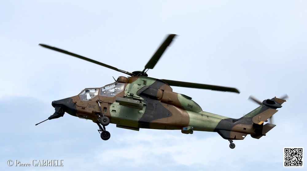 puma-gazelle-tigre_7615.jpg