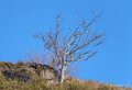 benou-a74_01661