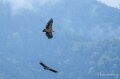 benou-vautour-a74_07424