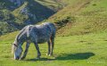 chevaux-a74_07878