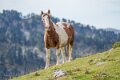 chevaux-a74_08475