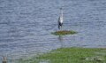 heron-cendre-a74_05294