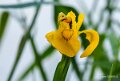 iris-a74_05298