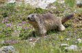 marmotte-a74_05459