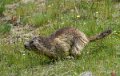 marmotte-a74_05461