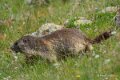 marmotte-a74_05462