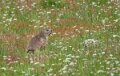 marmotte-a74_05468