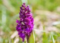 orchidee-a74_02595