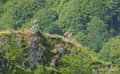 soulor-vautours-a74_05524