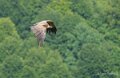 soulor-vautours-a74_05525