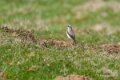 traquet-motteux-a74_02568