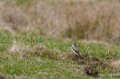traquet-motteux-a74_02569