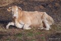 vache-a74_01678