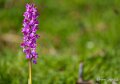 orchis-a74n_01334